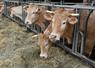En chemin vers une filière équitable viande bovine francilienne. 