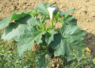 Le datura, une plante toxique présente dans les cultures de la région.