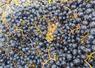 Top départ pour les vendanges en Loir-et-Cher.