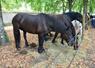 Symbole de force et de douceur, le cheval percheron, race emblématique du travail agricole, a captivé le public de la foire aux bestiaux de Sully. Sa stature imposante rappelle le rôle essentiel de ces chevaux dans l’histoire rurale.