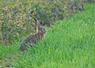Une date à retenir pour les chasseurs de petits gibiers : ce dimanche 21 septembre.
