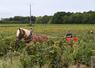 Samedi 13 septembre, à Thoré-la-Rochette. Les vins Creuzet ont décidé de pratiquer des vendanges avec chevaux de trait, dans leur parcelle de pineau d'Aunis nommée Trotte Putain, du nom du lieu-dit où se trouve ces vignes centenaires.