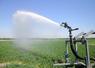 L’irrigation par aspersion est plus propice à la propagation du mildiou que le goutte-à-goutte.