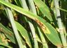 La rhynchosporiose sur orge d'hiver est une maladie très nuisible mais facile à reconnaître.