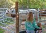 Dimanche 12 octobre à Mondoubleau. La race saosnoise percheronne était représentée lors de la foire aux bestiaux.