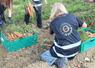 Glanage solidaire de carottes en Indre-et-Loire.