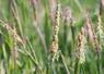 La pression des graminées comme le ray-grass, le vulpin, les bromes… est de plus en plus forte.