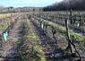 Près de 110 millions d'euros ont été demandés au niveau national concernant l'arrachage des vignes, représentant 27 500 hectares à hauteur de 4 000 euros l'hectare. 