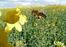 Le pollen de colza est particulièrement recherché par les abeilles. 