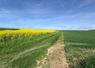 En cette mi-avril, ici dans le Thymerais, les colzas et les céréales d'automne font plutôt bonne figure. Mais un peu d'eau serait bienvenue…