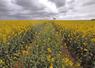 En 2026, malgré une floraison étalée, les conditions globalement sèches limitent l’intérêt d’un second fongicide sur colza.
