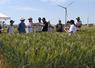 Jeudi 28 mai, à Ouzouer-le-Marché. Une trentaine d'agriculteurs a participé à la visite d'essais blé dur organisée par Arvalis.