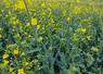 Les écarts de rendement entre parcelles se sont principalement construits entre la sortie de l'hiver et la floraison.
