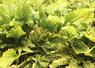 Lors de l’AG de la CGB Centre-Val de Loire, Séverine Jeanneau, de Corteva agriscience, a détaillé les différentes étapes nécessaires avant la mise sur le marché d’un produit phytosanitaire.
