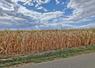 Dans le Centre-Val de Loire, les situations varient selon l’accès à l’eau et le potentiel des sols. D’après Sébastien Méry, les pertes pourraient aller de 10 % dans les parcelles les mieux préservées jusqu’à une absence de récolte.