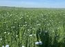 En floraison, le lin se reconnaît à ses petites fleurs bleues. Dans le nord du Loiret, cette culture reste encore peu répandue.