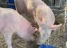 Que serait une fête agricole sans ses animaux ? 