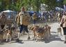 Les veneurs ont traversé les allées avec leurs chiens, offrant au public un aperçu de la vie d’un équipage.