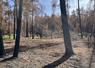 Fontainebleau, jeudi 24 septembre. Des jeunes pousses de fougères apparaissent sous les arbres brûlés ou déjà abattus. 