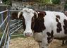 La race fine percheronne était bien représentée lors de la foire aux bestiaux de Mondoubleau dimanche 11 octobre. 