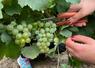 Interloire, l'interprofession des vins de Loire, constate des vendanges 2026 atypiques mais évoque un millésime qui s'annonce à la hauteur des attentes.