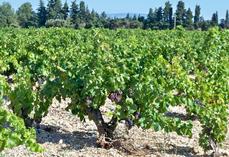 La chambre d’Agriculture de région Île-de-France organise une formation, les 17 et 18 décembre, pour les porteurs de projet en viticulture.