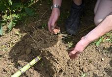 Le travail du sol permet de l’ameublir pour obtenir un bon enracinement. 