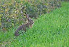 Une date à retenir pour les chasseurs de petits gibiers : ce dimanche 21 septembre.