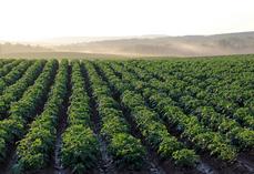 Très utilisé pour le désherbage des céréales et des pommes de terre, le flufénacet voit son avenir réglementaire évoluer. 