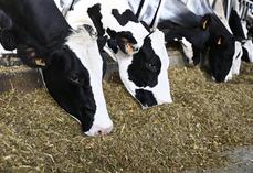 À Châteaubleau (Seine-et-Marne), l'élevage des Grands jardins est en AOP Brie de Meaux et de Melun. L'autonomie alimentaire occupe une grande place dans le cahier des charges. 