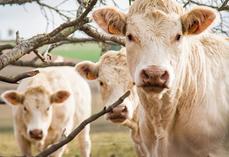 La réunion régionale de la FNB aura lieu mardi 9 décembre à Sancoins (Cher).