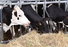 Le dispositif Réagir aide notamment les éleveurs à maîtriser alimentation et mécanisation pour sécuriser leur troupeau et leur trésorerie.