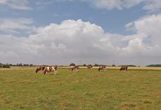 Le pâturage successif des chèvres et des vaches améliore la valorisation des prairies et renforce la complémentarité entre les deux ateliers.
