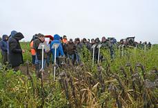 Augers-en-Brie, vendredi 28 novembre. Une cinquantaine d'agriculteurs a pris part à la visite des essais de couverts végétaux.