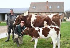 Frédéric et Antoine Jaffré n'emmèneront pas Romy et Alba au Salon de l'agriculture à Paris malgré un bel investissement depuis plus d'une année.