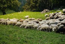 Menace pour la filière ovine en France. 