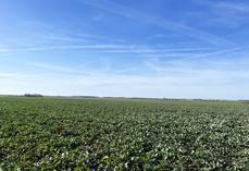 Saint-Just-en-Brie, Seine-et-Marne, dimanche 8 février. Le colza présente une belle biomasse sortie hiver. 