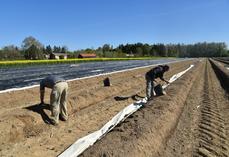 Le dispositif Mes saisonniers agricoles est ouvert aux adhérents de la FDSEA 77.