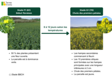 Reconnaître le stage G1 est primordial pour appliquer le traitement au bon moment.