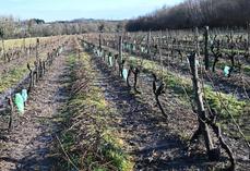 Près de 110 millions d'euros ont été demandés au niveau national concernant l'arrachage des vignes, représentant 27 500 hectares à hauteur de 4 000 euros l'hectare. 