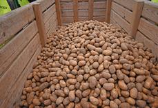 Des solutions s'offrent aux producteurs ayant des surstocks de pommes de terre.