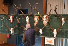 Du 27 au 29 mars, à Cour-Cheverny, la Fédération des chasseurs de Loir-et-Cher organisait son exposition de trophées de cerfs.