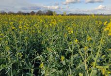 Les interrogations inhérentes à la floraison du colza sont nombreuses cette année.