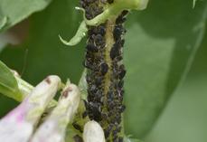 Pucerons noirs de la fève.