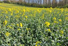 Dans de nombreuses situations, des dégâts sont observés sur les boutons floraux de la hampe principale. 