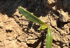 Pucerons verts sur betterave.