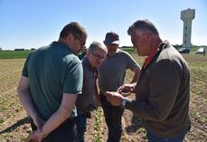 Montereau-sur-le-Jard (Seine-et-Marne), jeudi 30 avril 2026. Observation d'aptères verts dans une parcelle. 