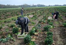 Le glanage solidaire est une action phare de Solaal qui mobilise des bénévoles pour récolter les produits directement dans les champs.