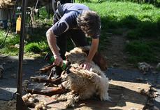Mercredi 20 mai, à Chambord. Maxime Magdelin, tondeur et agriculteur dans le Cher, a tondu les brebis du domaine, afin que la laine soit récupérée pour être valorisée.