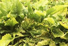 Lors de l’AG de la CGB Centre-Val de Loire, Séverine Jeanneau, de Corteva agriscience, a détaillé les différentes étapes nécessaires avant la mise sur le marché d’un produit phytosanitaire.